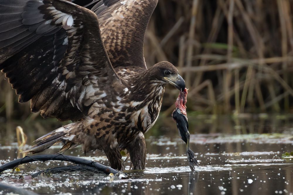 Photograph by Adrian Grigore