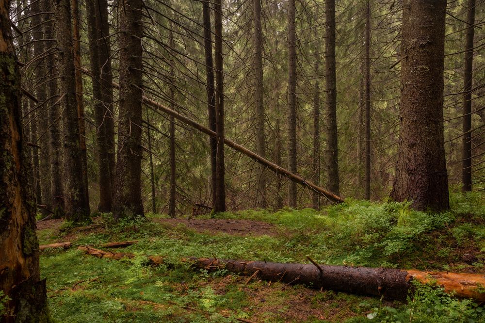 Photograph by Юрий Кравцов