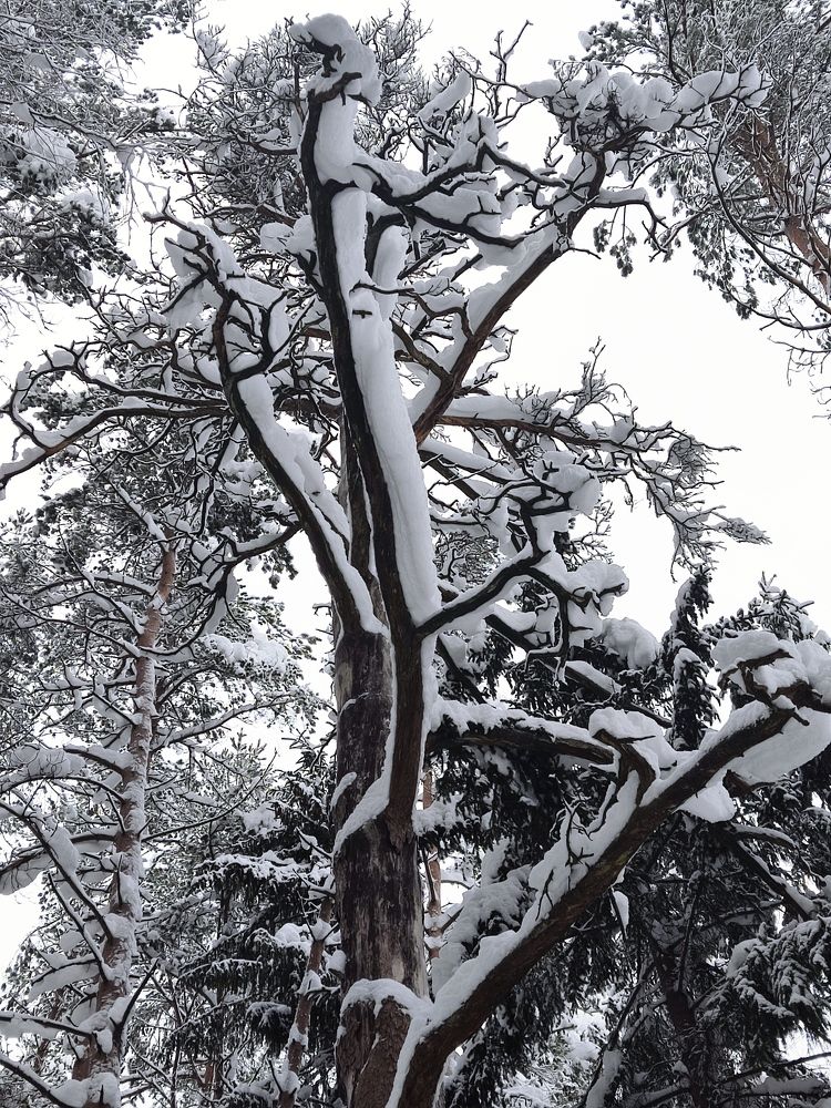Photograph by Ирина Кузьмина
