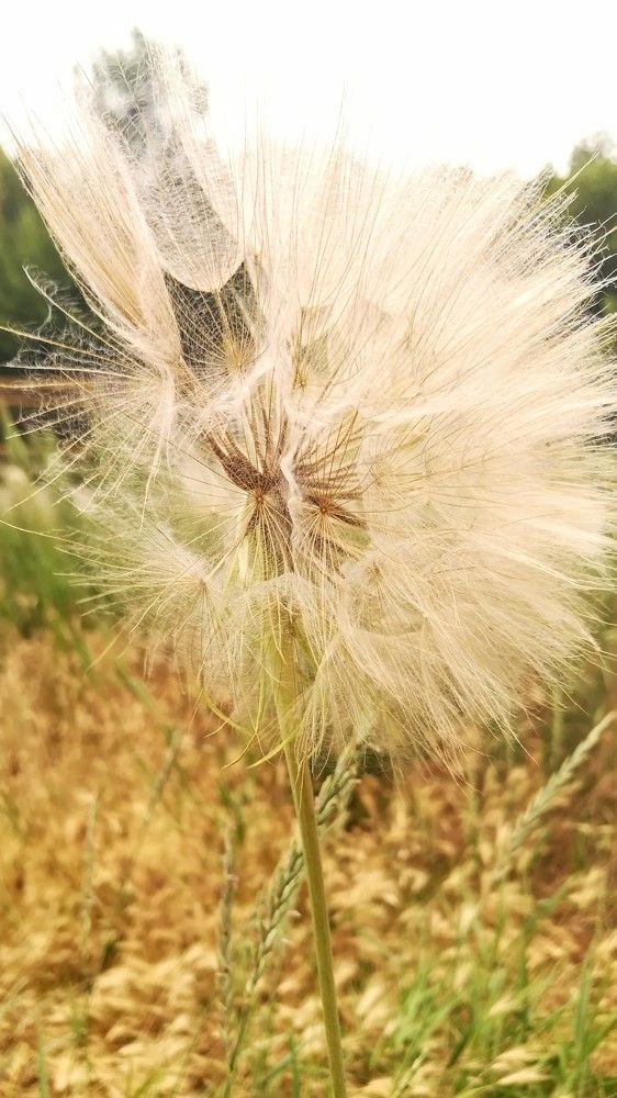 Фотография автора Olena Dyliurman