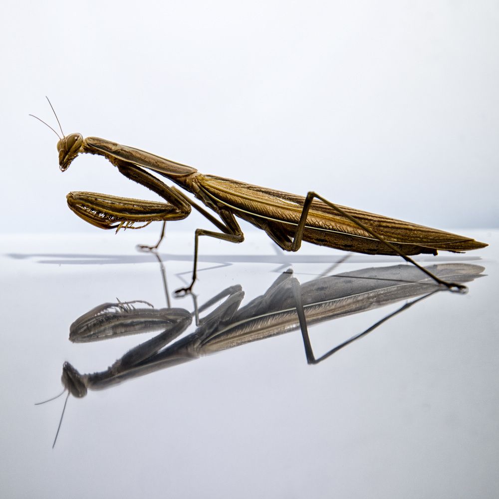 Photograph by Gianluca Marino