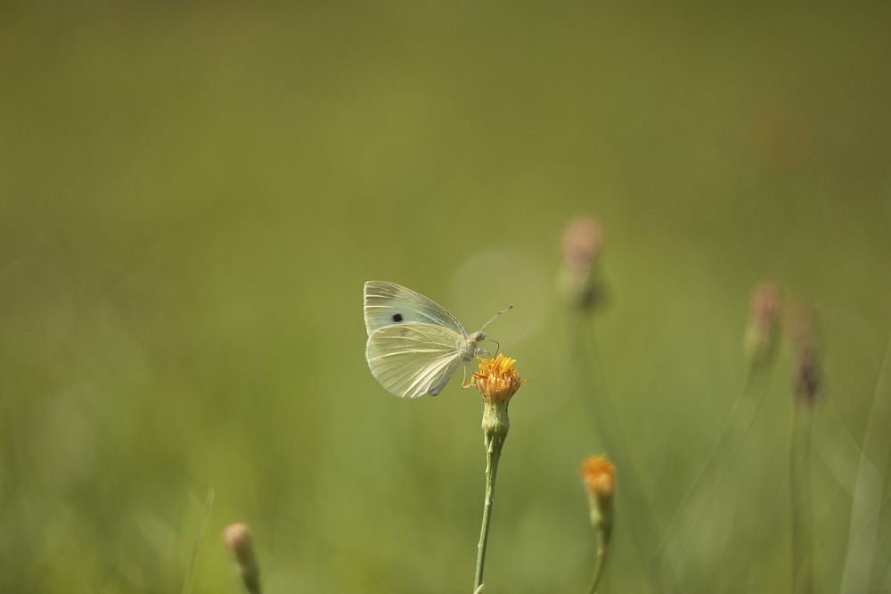 Photograph by Николай Носков