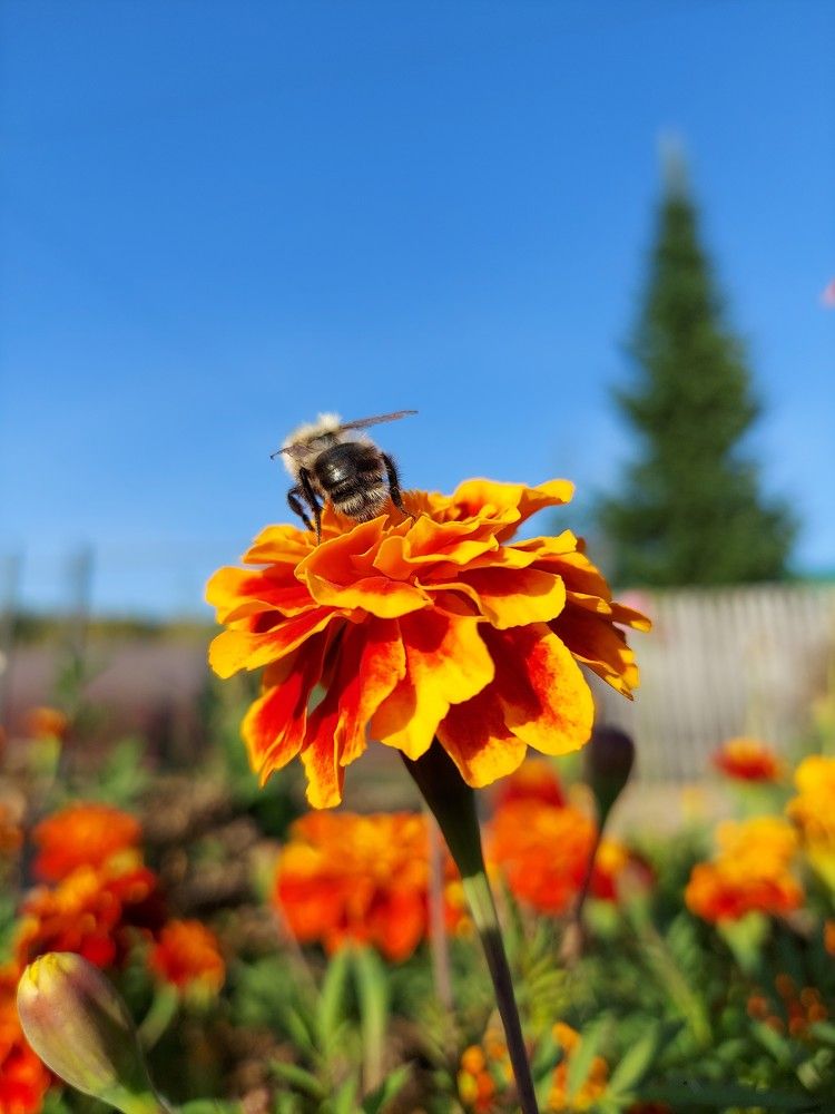 Сибирский шмель.
