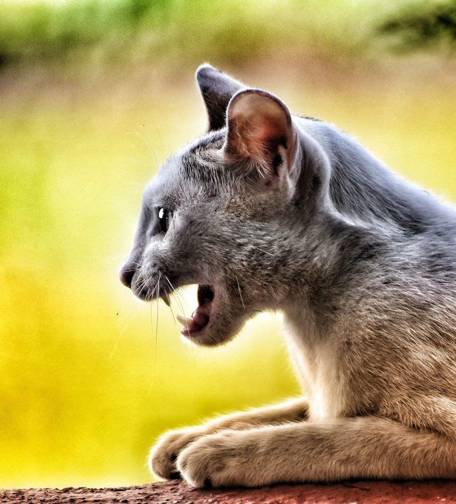 Photograph by Sarasij Betal