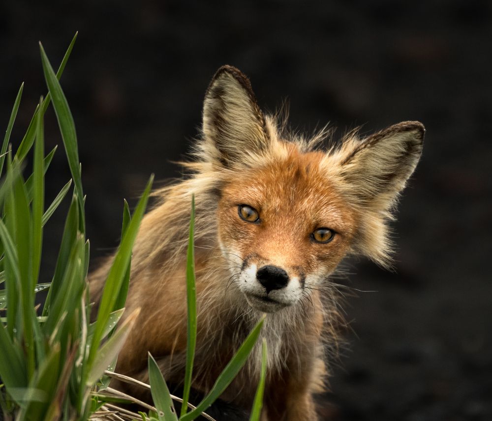 Разбойник с Курильских островов
