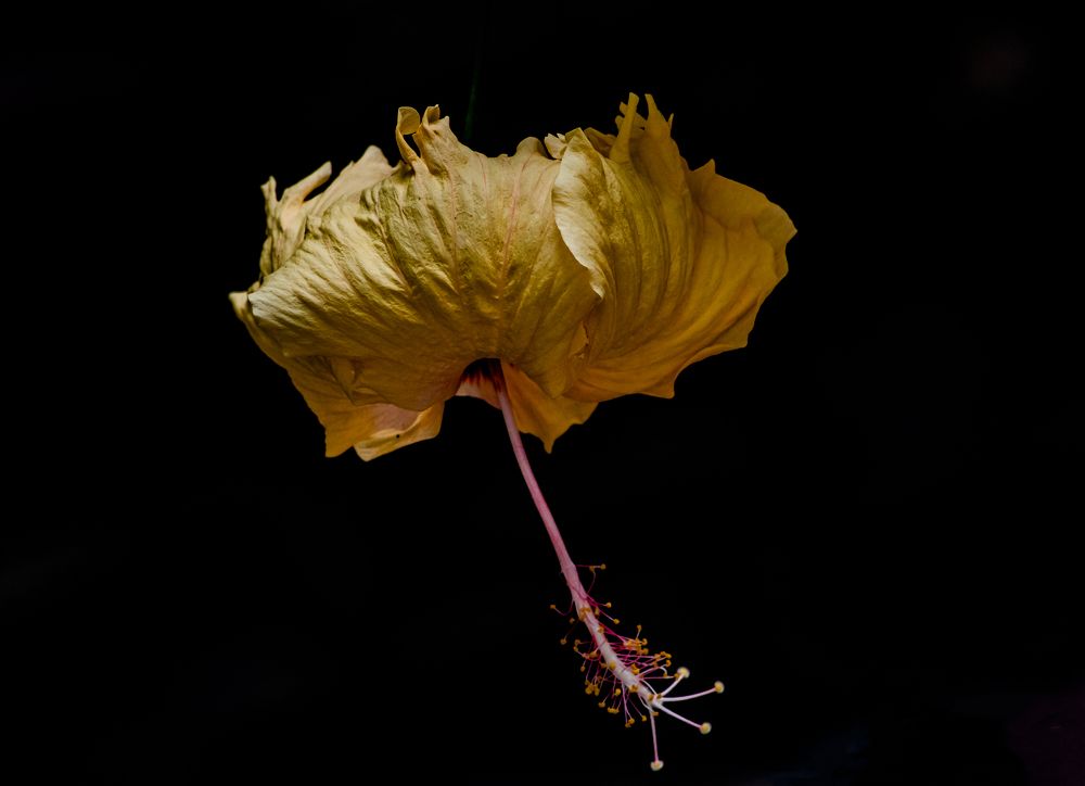 Photograph by Susobhan Biswas