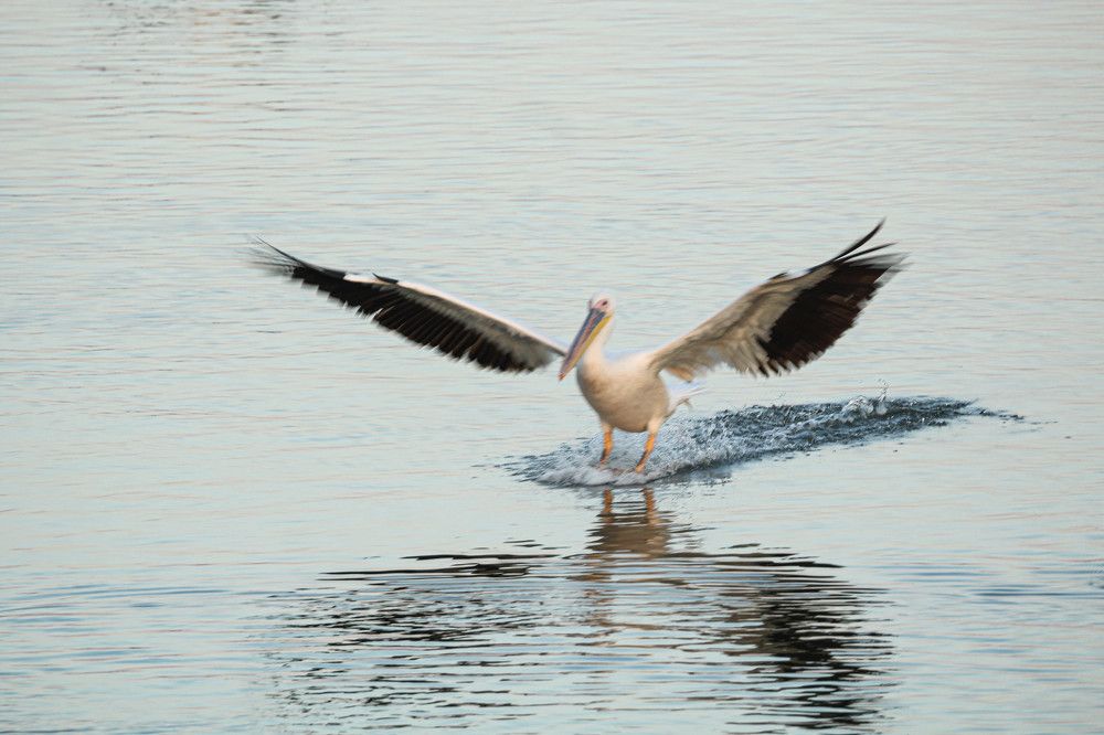 Photograph by Debbie Strauss