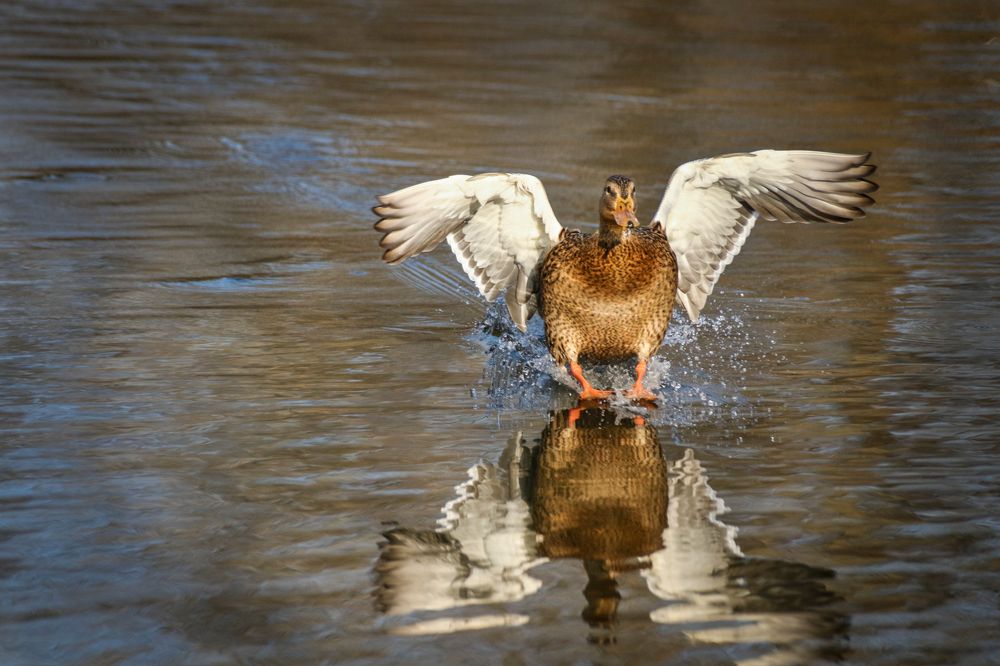 Photograph by Шруб (Беляева) Татьяна