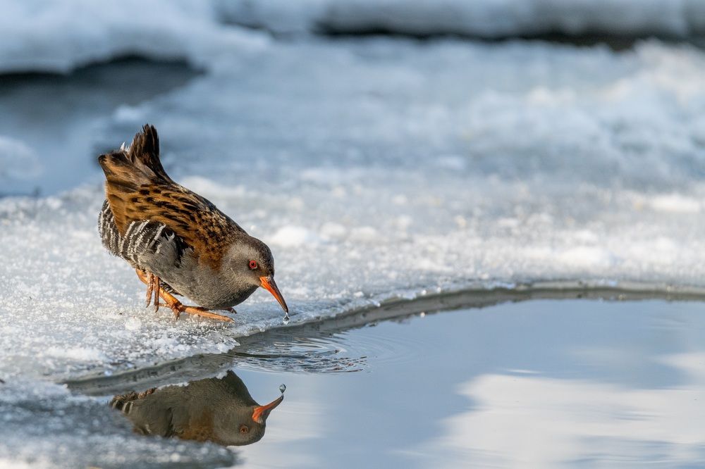 Фотография автора Дронов Константин