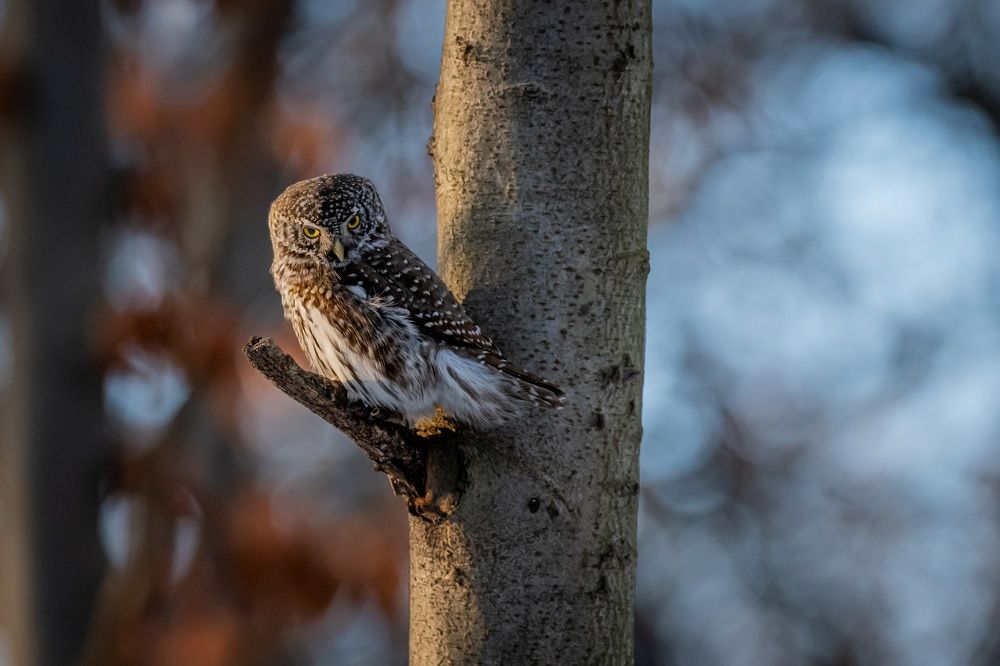 Фотография автора Дронов Константин