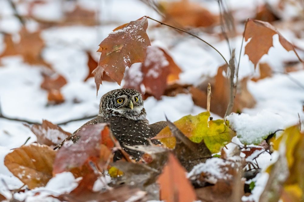 Фотография автора Дронов Константин