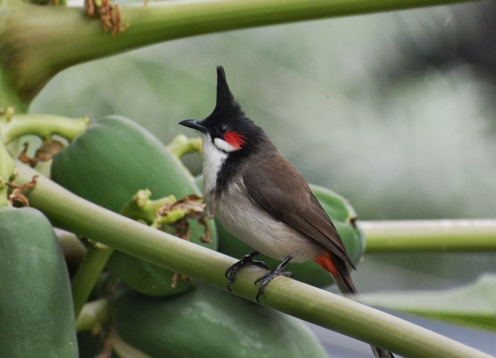 Red-whiskered Bulbul