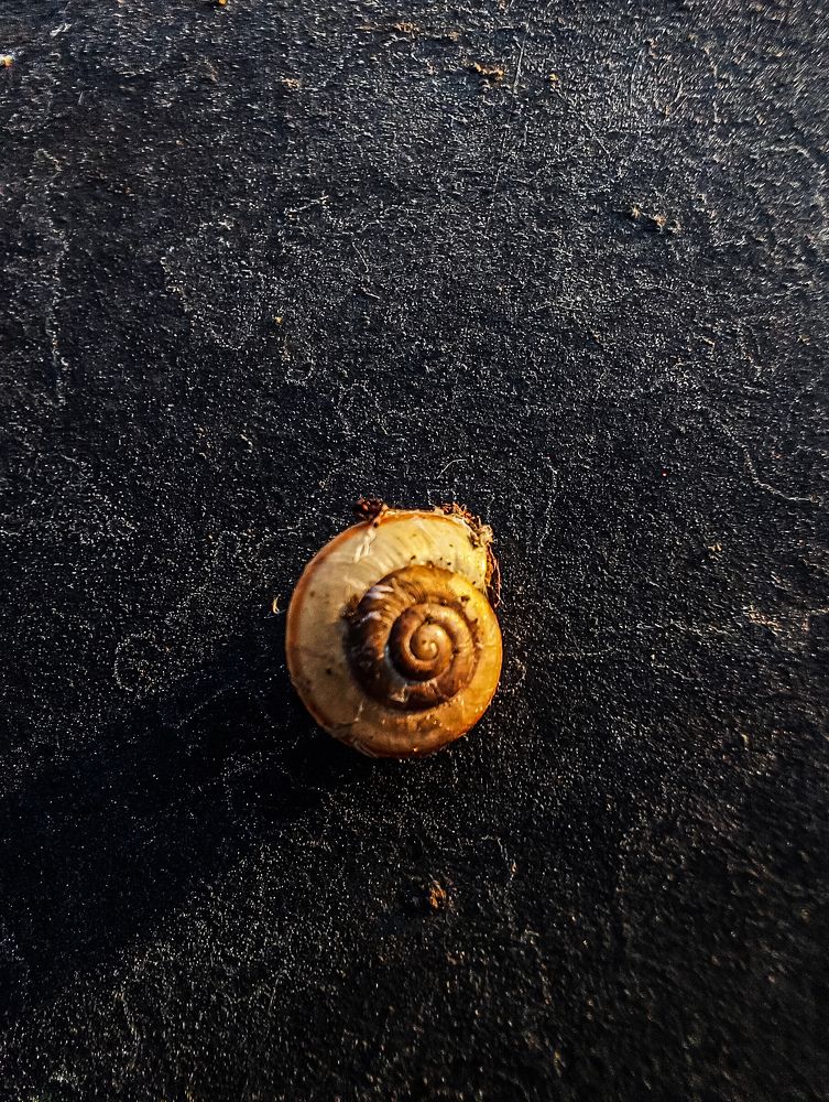 Домик улитки.