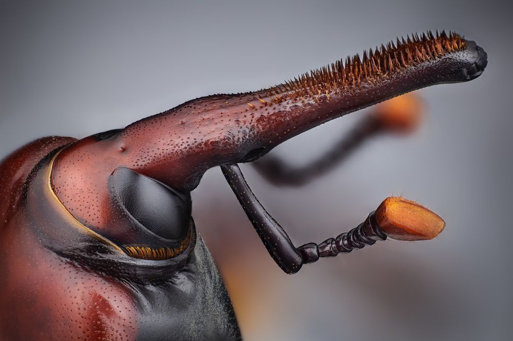 Picudo rojo [Rhynchophorus ferrugineus]