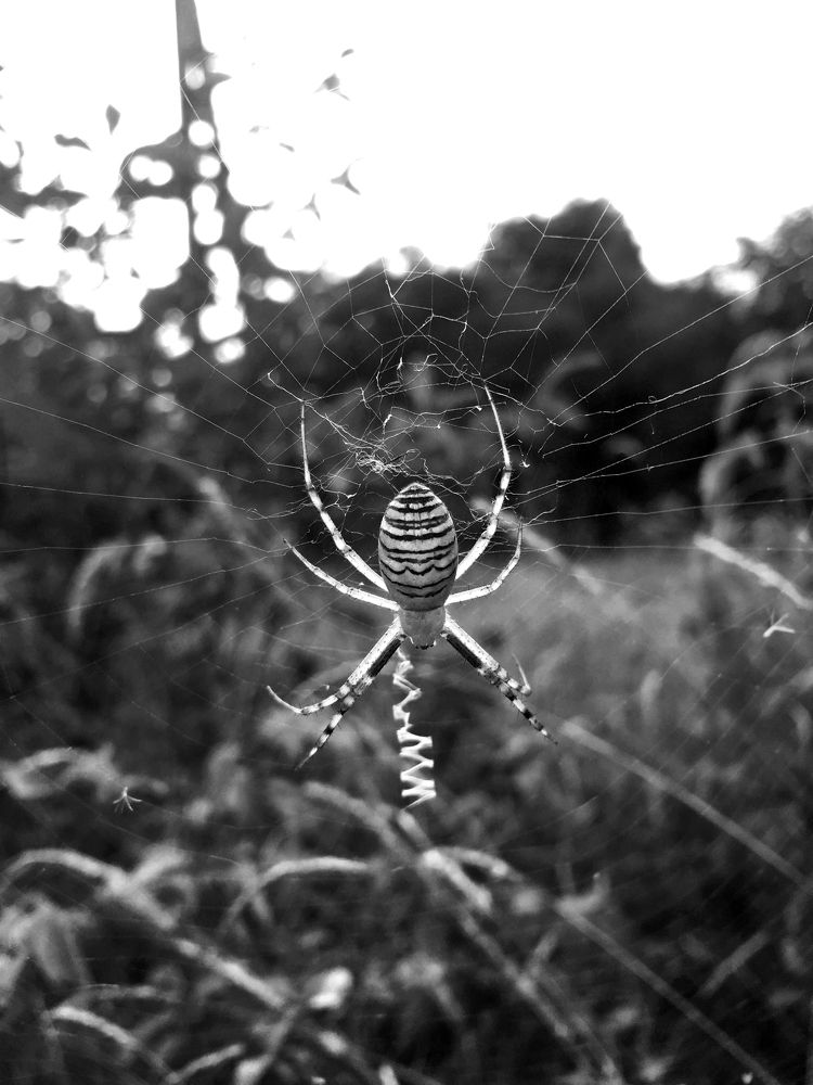 В сетях августа