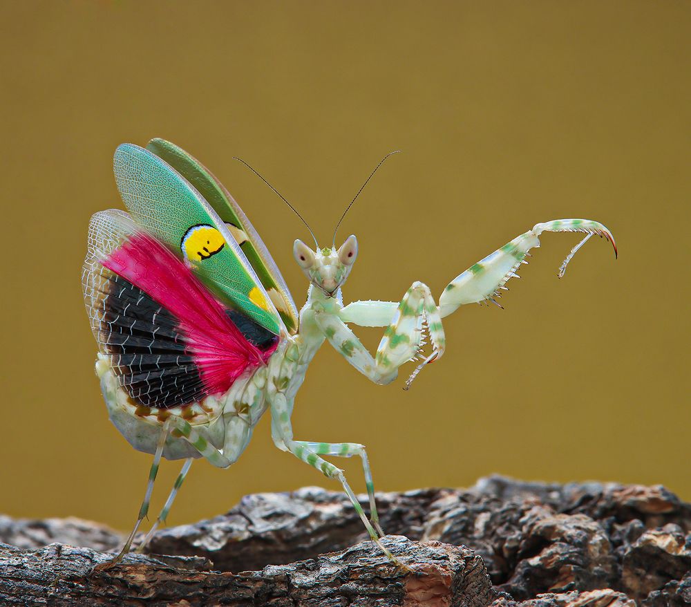 Creobroter Gemmatus - Jeweled Flower Mantis