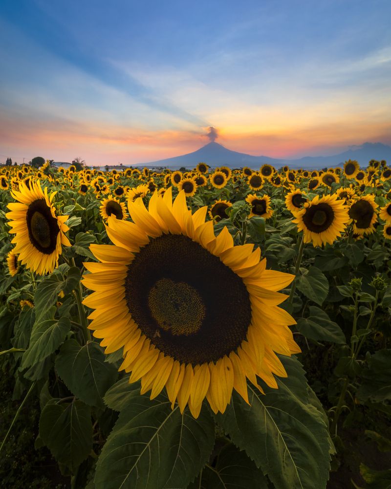 Фотография автора Felipe Heli Pérez Almonte