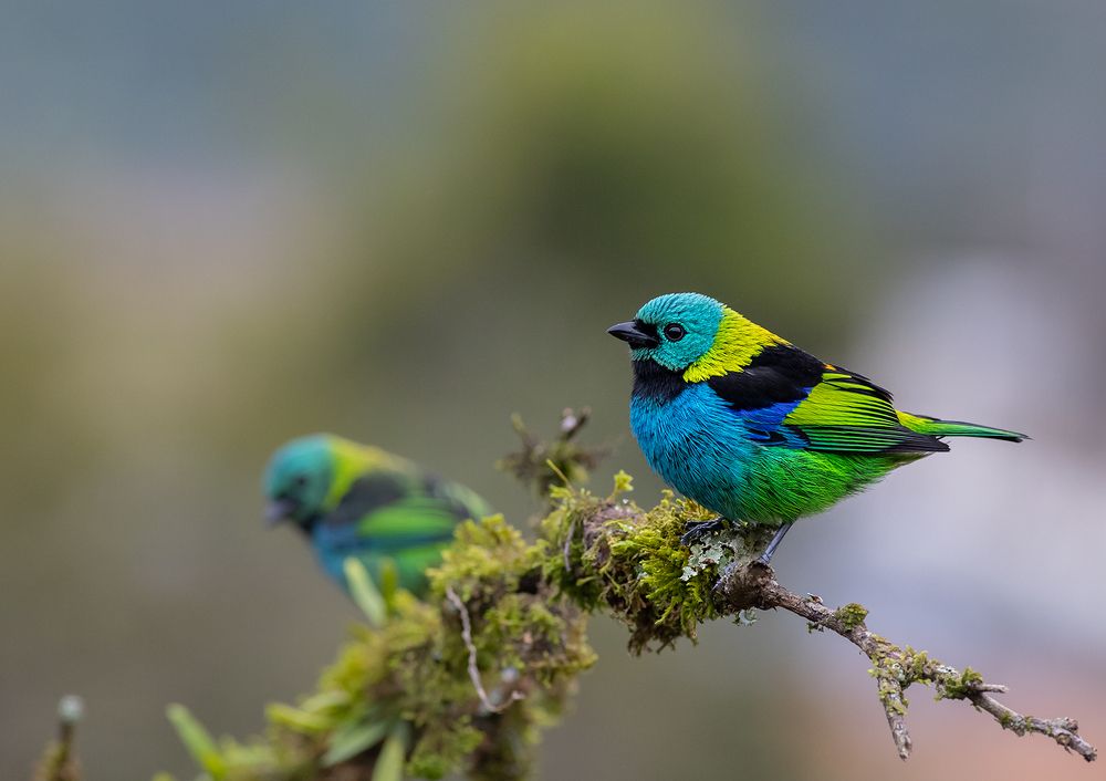 Green-headed Tanager