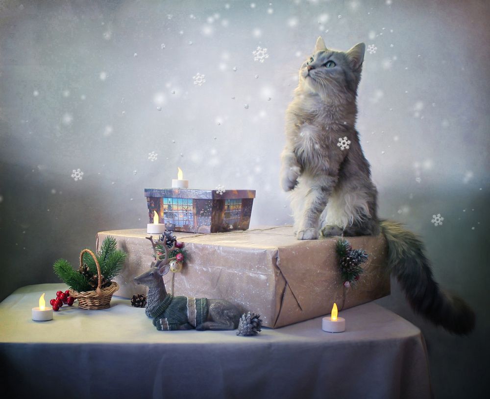 Как Феня Новый год ждал