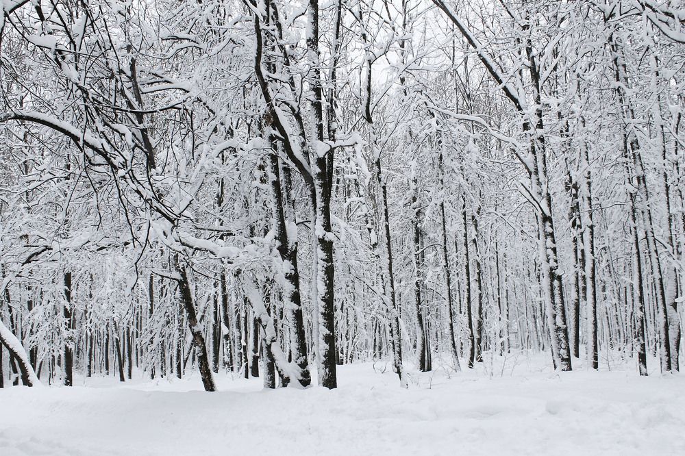 Photograph by Нинель Некрасова