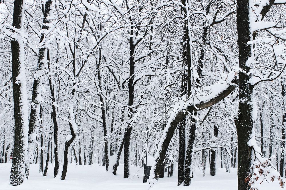 Photograph by Нинель Некрасова