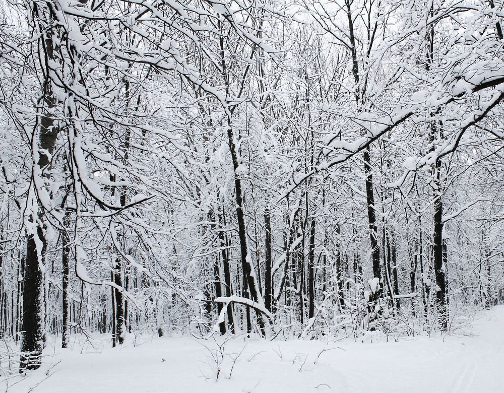 Photograph by Нинель Некрасова