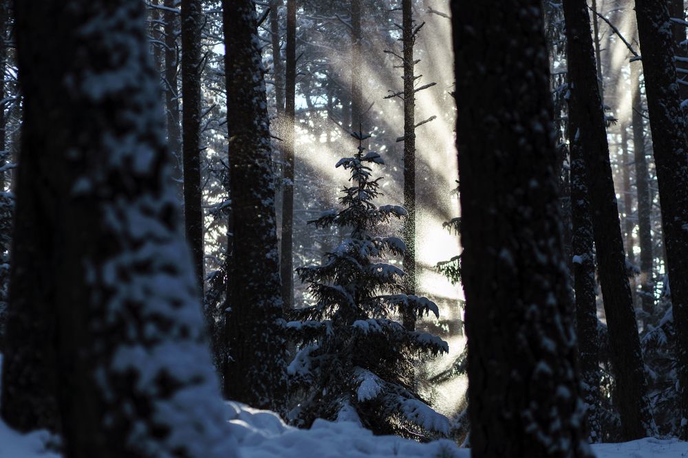 Photograph by Rolandas Valančauskas