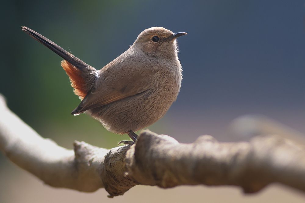 Photograph by Jayaprakash M