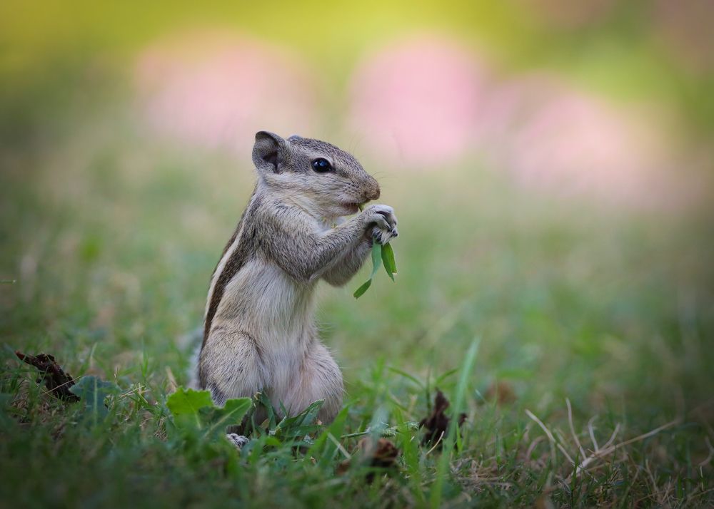 Photograph by Sumathi