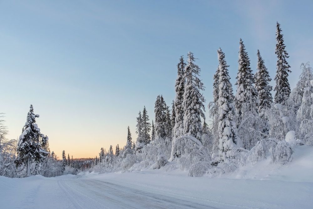 Дорога в сказочный лес