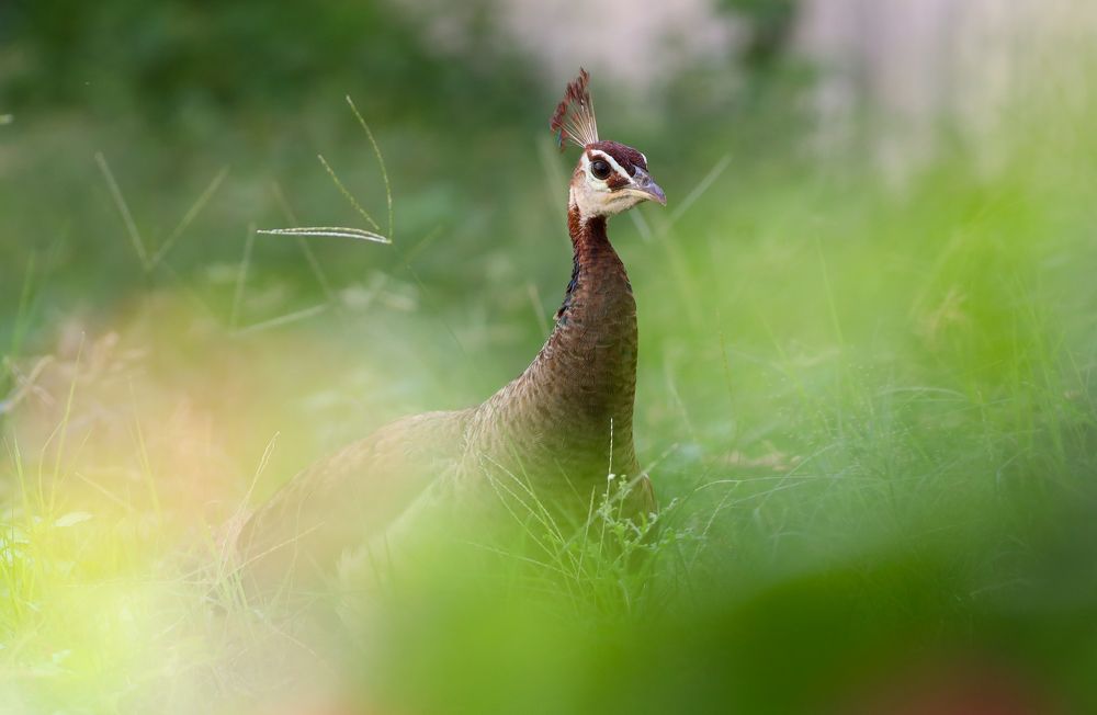 Photograph by Sumathi