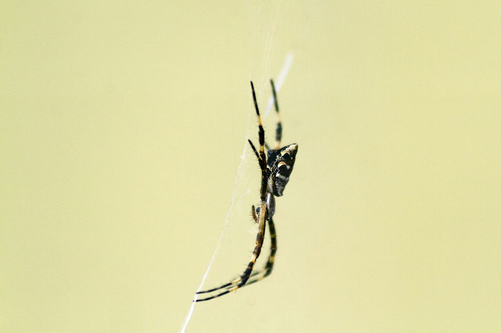 Photograph by Carla Salanova