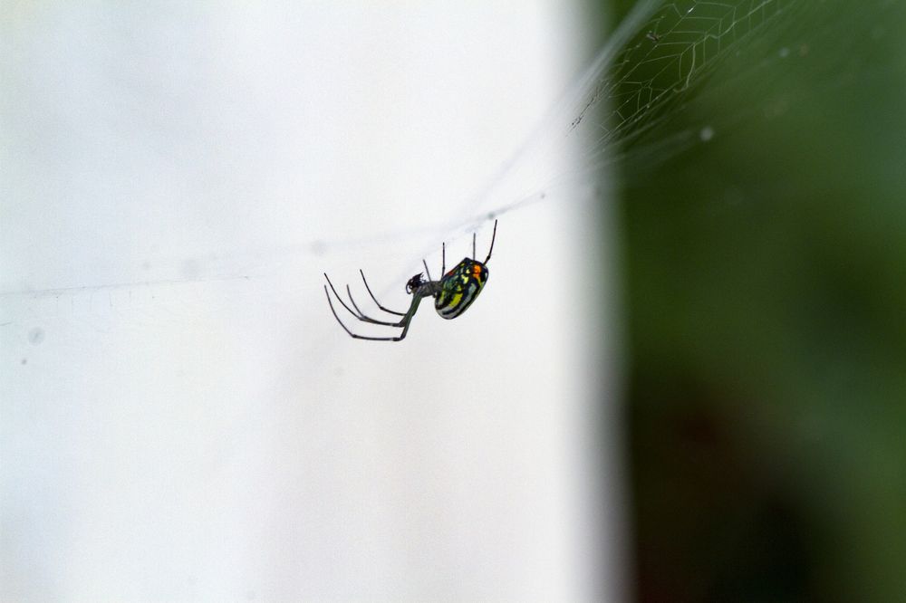 Photograph by Carla Salanova