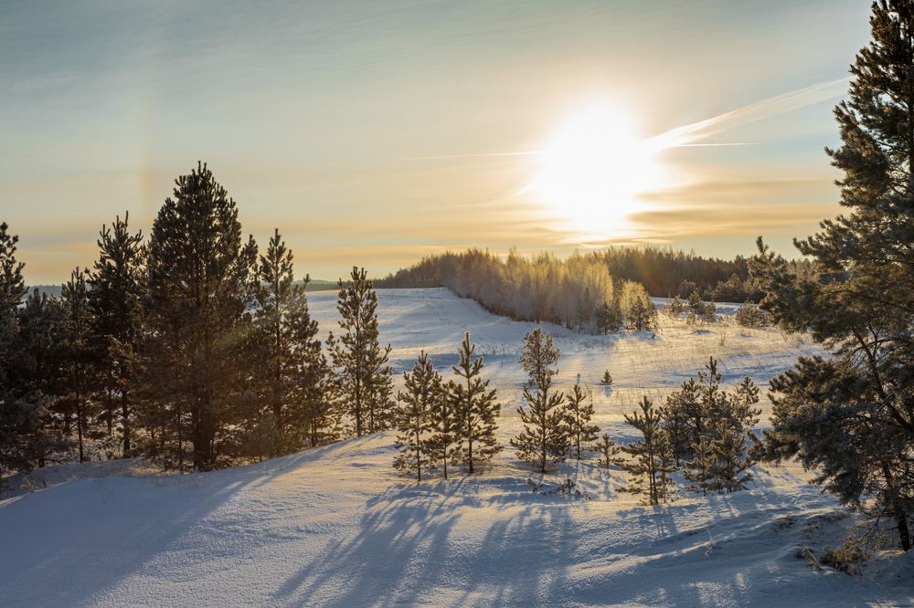 Morning in the forest