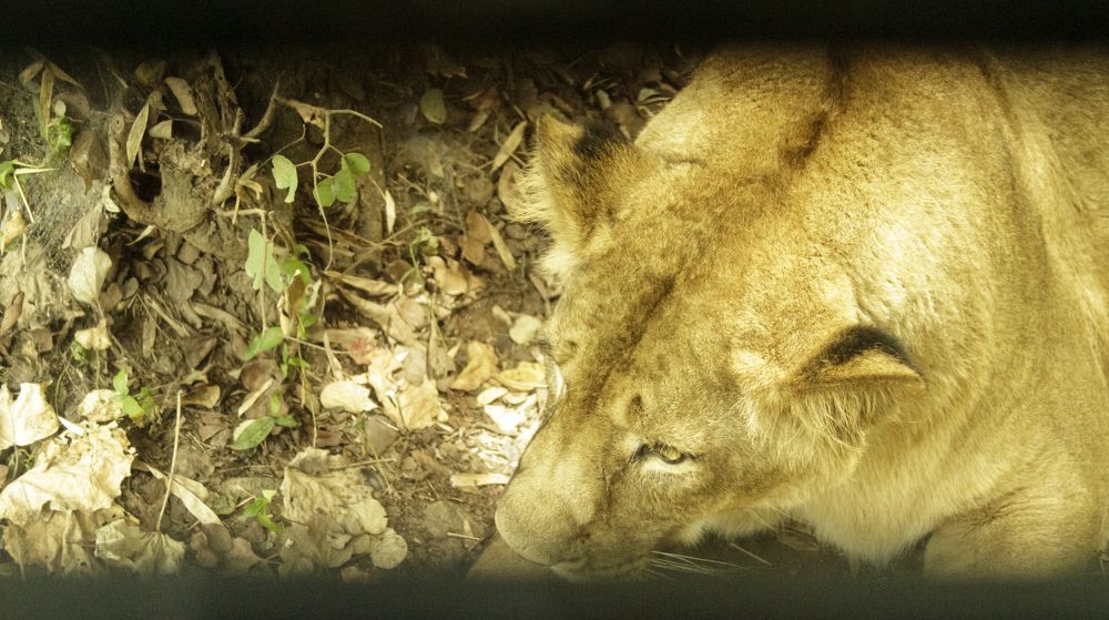 Photograph by Carla Salanova