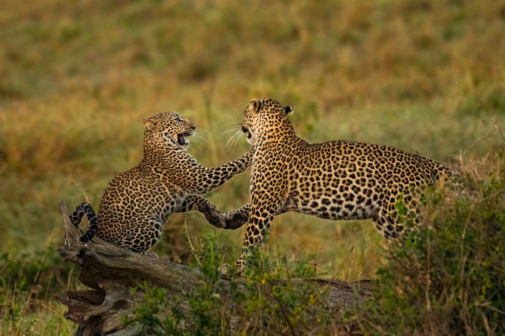 Photograph by Deepa Girish