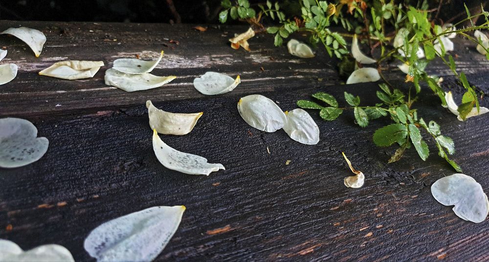 Photograph by Михаил Беляев