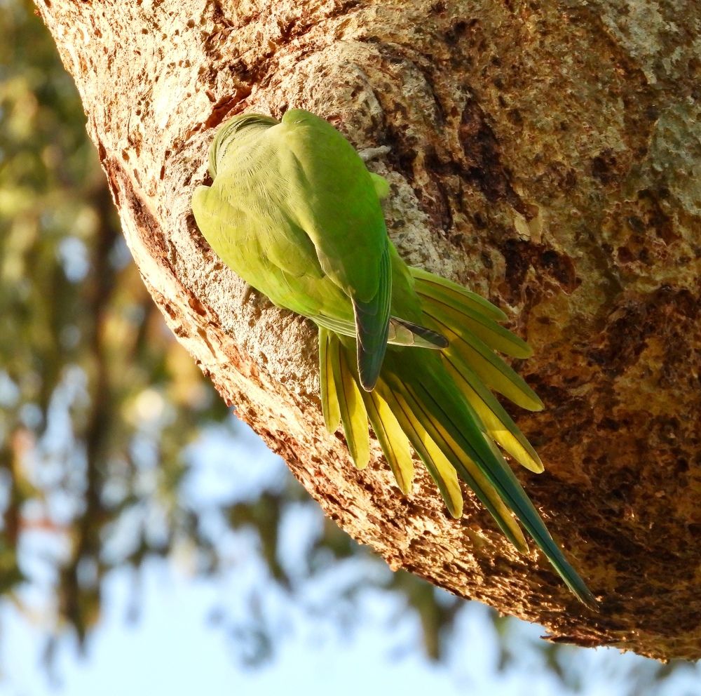Photograph by Saravanan Sampath