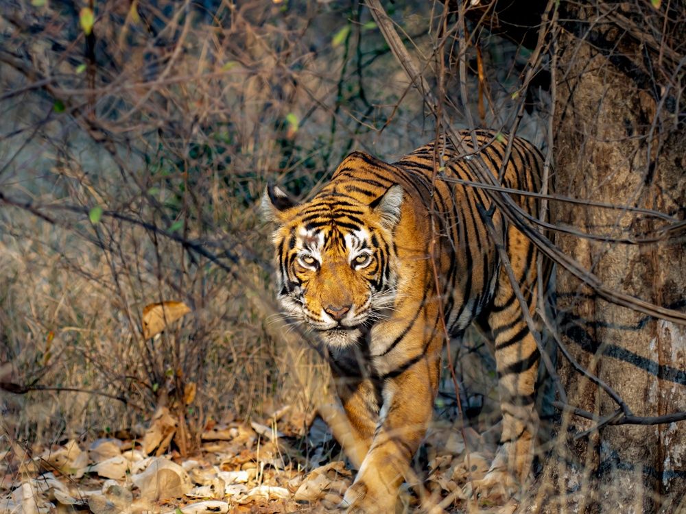 Photograph by mohammed ashraf