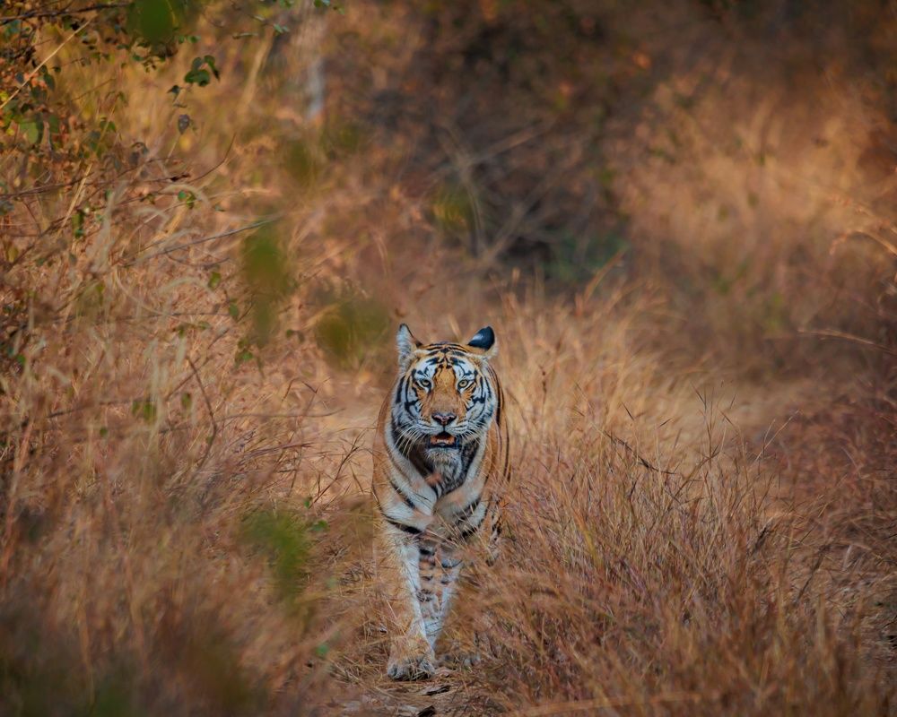 Photograph by mohammed ashraf