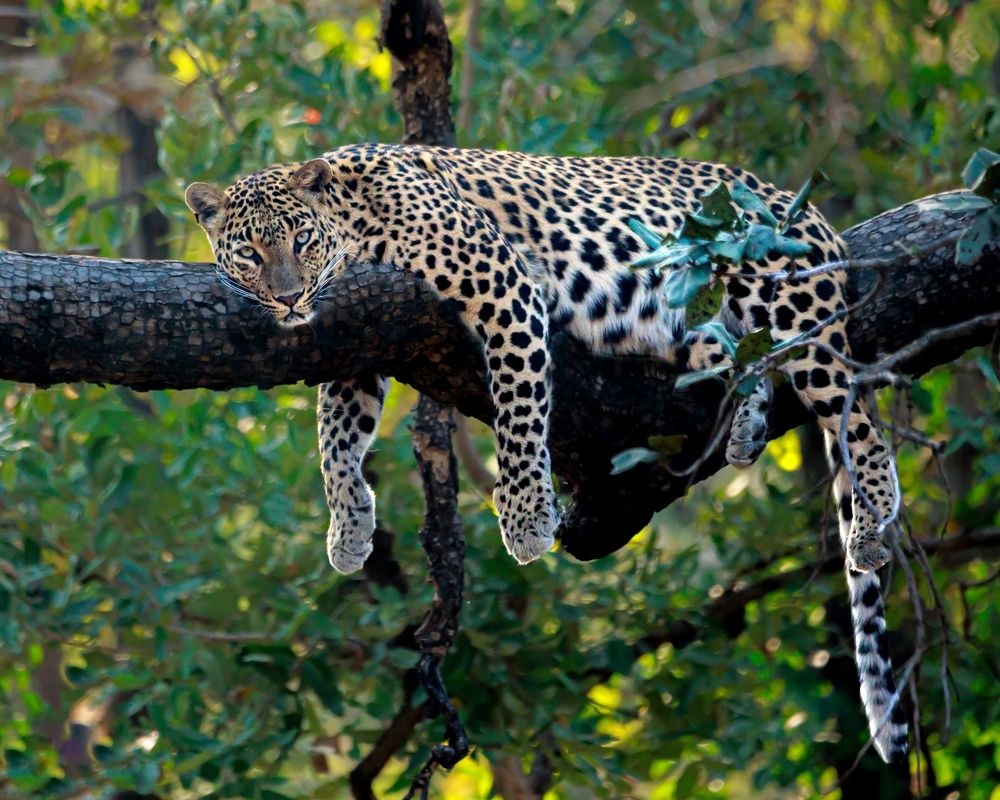 Photograph by mohammed ashraf