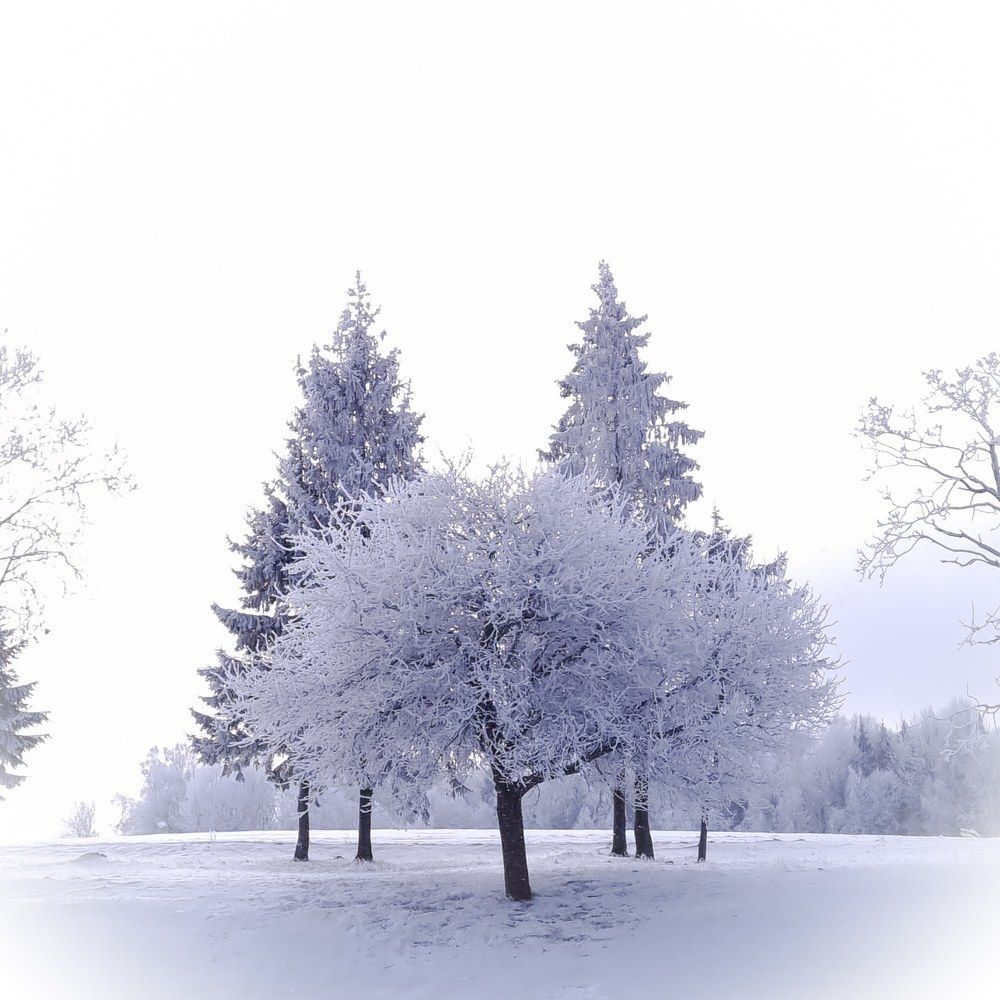 Photograph by Алиса