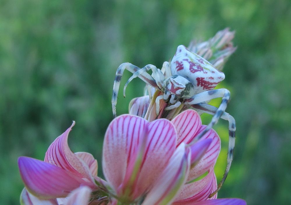 Photograph by Елена Елена