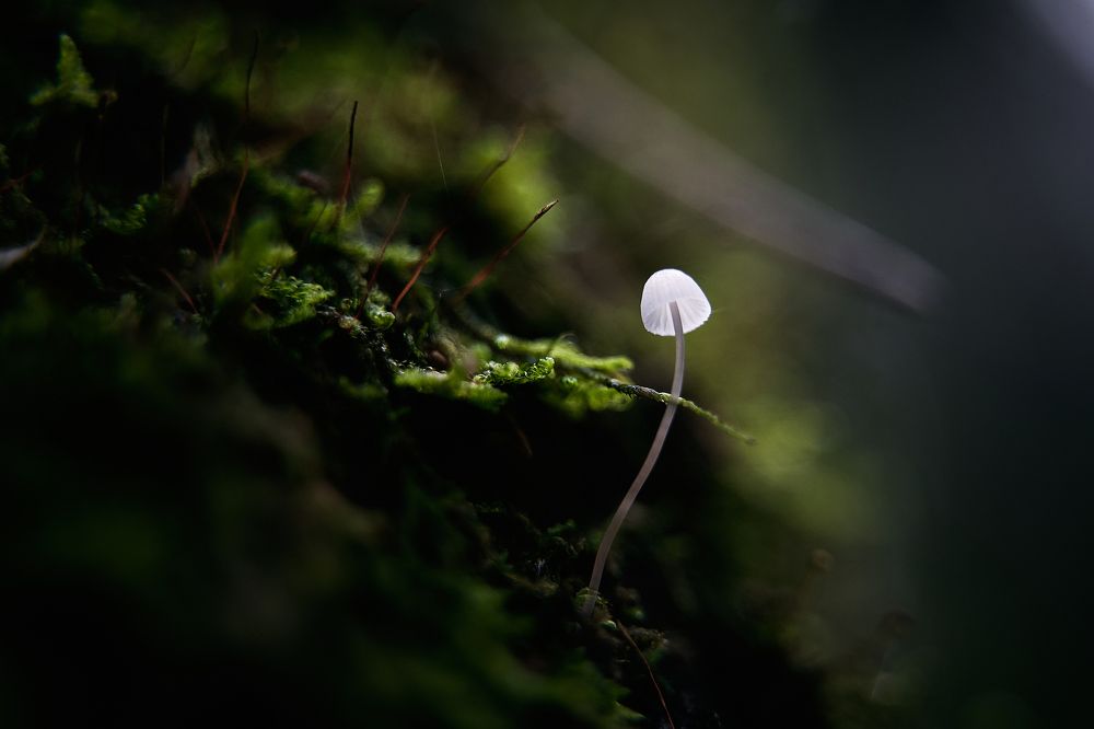 Фотография автора Александр Османов