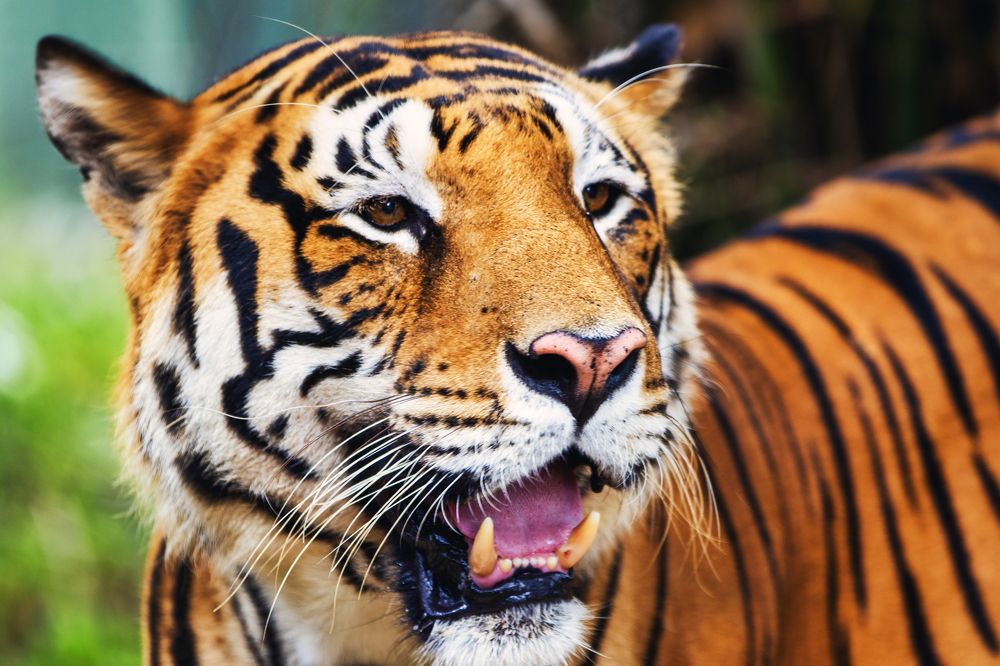 Photograph by Ojas Narappanawar