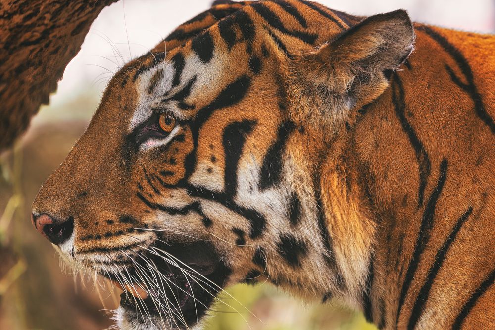 Photograph by Ojas Narappanawar