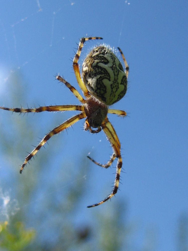 Паук Крестовик (Araneus)