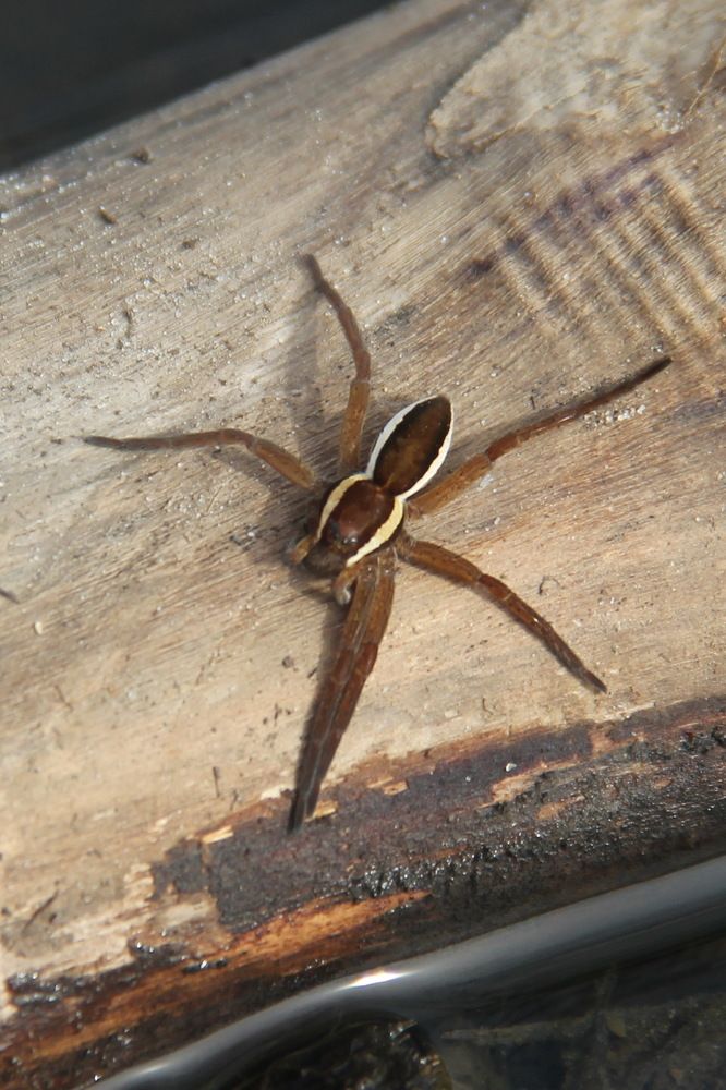 Photograph by Анна-Лаймуте Милошевич