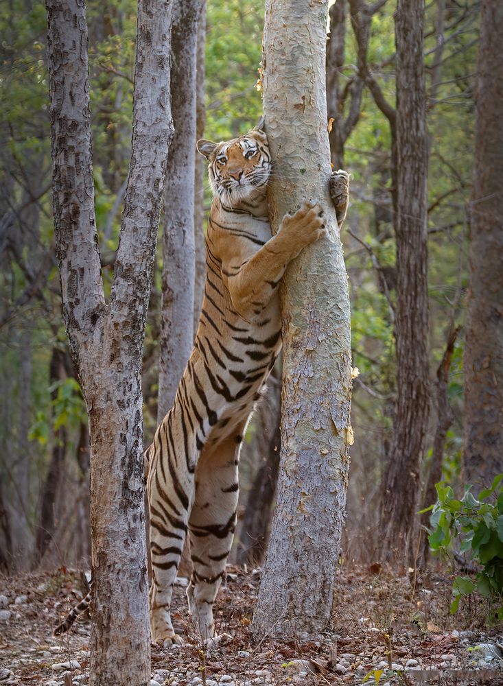 Photograph by Raj Krishnani