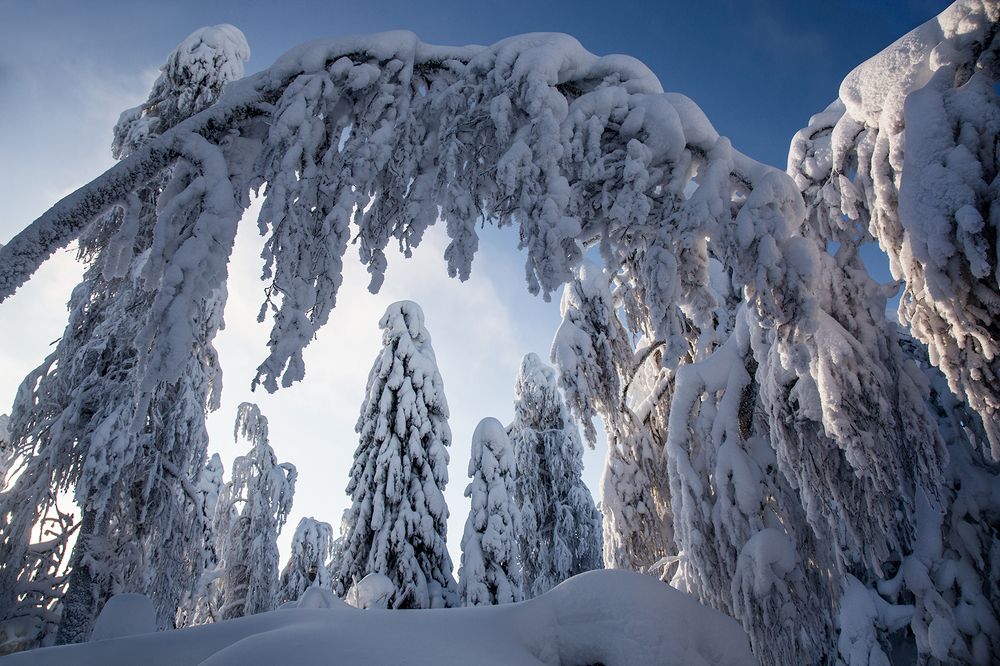 Photograph by Сергей Чарушин